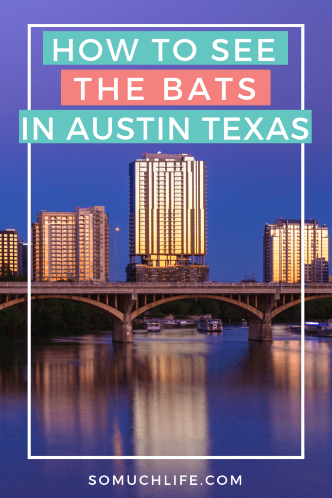 How to see the bats in Austin Texas