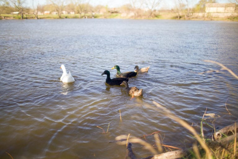 Bradfield Village Park Buda TX