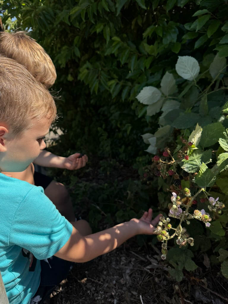 blackberry picking in Seattle